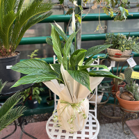 Подарочная упаковка растений 100 купить