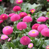 Маргаритка купить