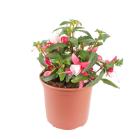 Фуксія купить