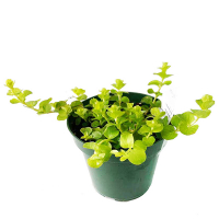 Вербейник монетчастий купить