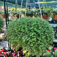 Солейролія купить